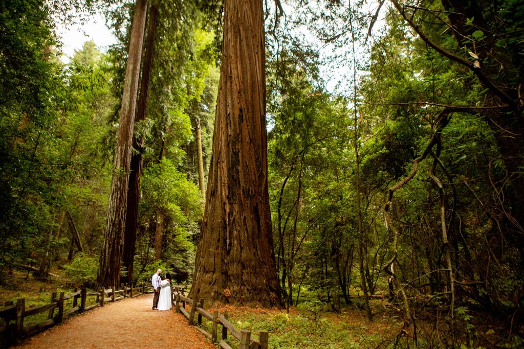 redwood forest elopement