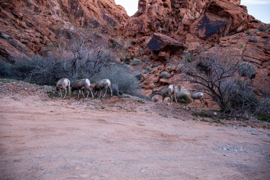 how to elope in valley of fire